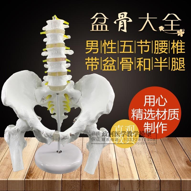 二五节腰椎带骨盆尾骨人体骨y骼椎间盘突出演示医用盆骨脊椎模型
