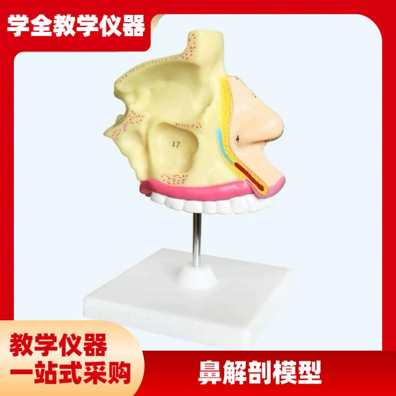 成人医学鼻解剖模型医用A模型教学模型人体构造模型