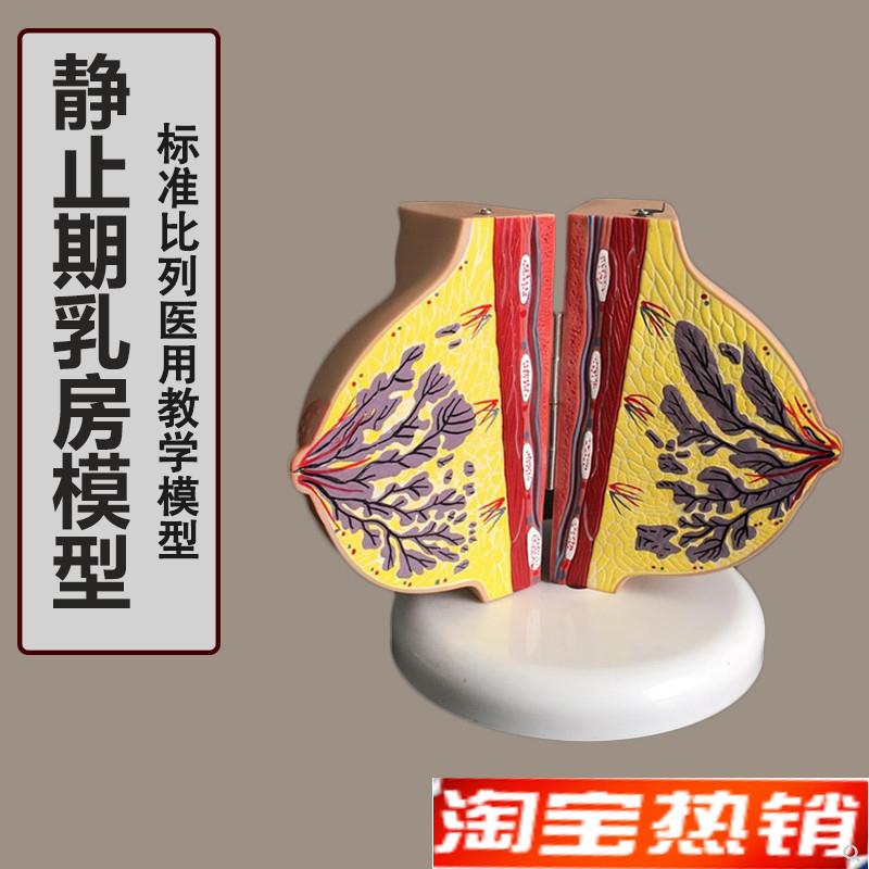 静止期乳房d模型人体1:1乳房模型解剖女性生殖科普教育医院教学用