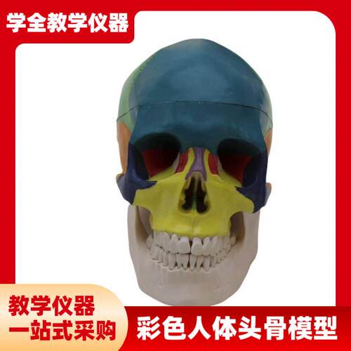 可拆卸彩色人体头骨模型头部骨骼头颅分J区康复医学展示用教学教