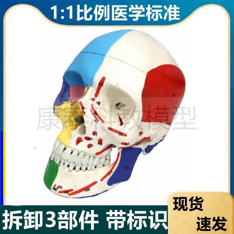 人体骨髅头模型1k比1仿真颅骨美术艺考医学口腔牙科医生用头骨肌