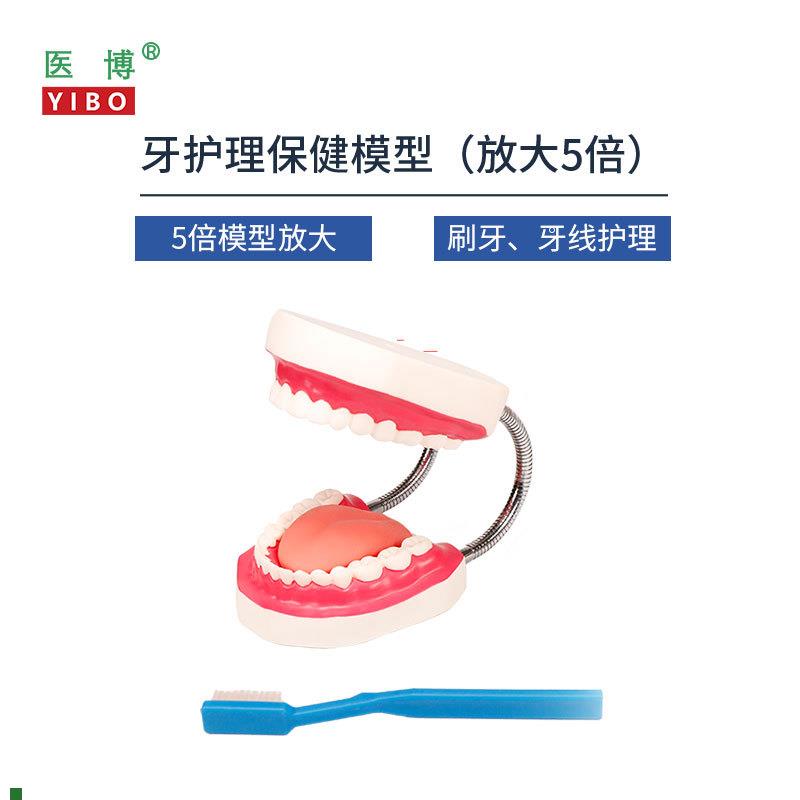 医博BIaX-HY护理保健牙齿模型儿童早教刷牙模型口腔教学幼儿园儿