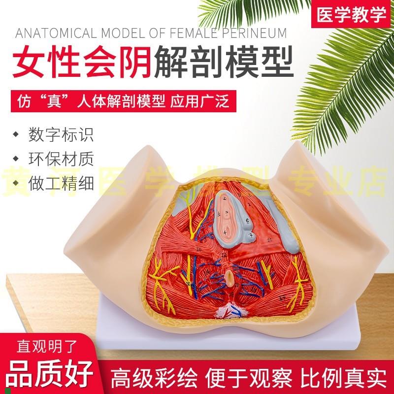 女性会阴模型生殖泌尿肛肠会阴解剖结构女性会g阴盆部血管神经