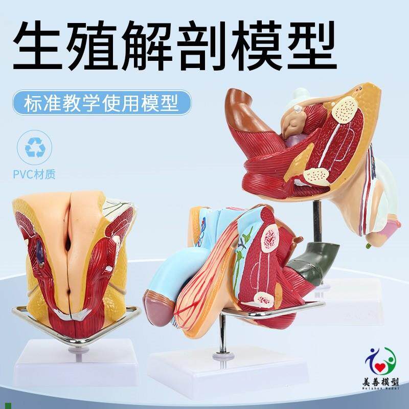教学男女性生殖系统模型泌尿系统教学模型矢状R人体器官解剖模型