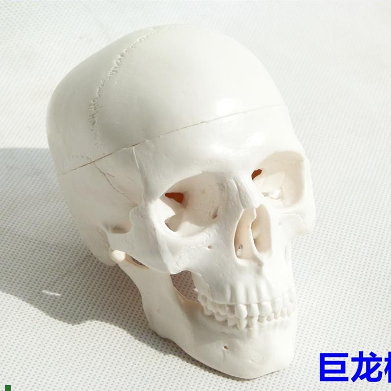 头骨模型头颅骨人体x骷髅头工艺摆件素描绘画