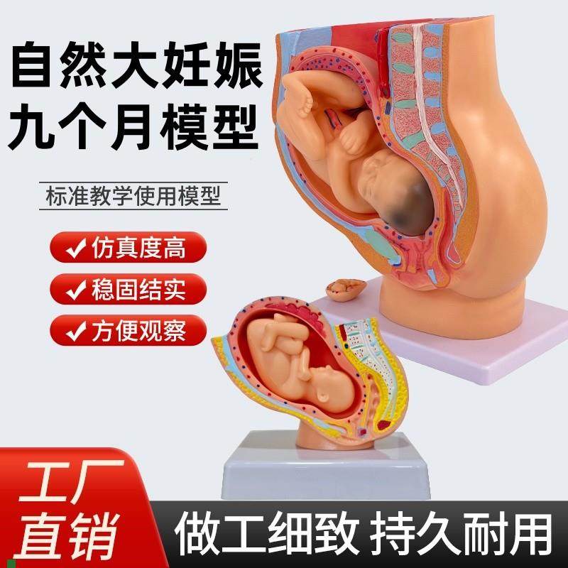 女性盆腔自然大妊娠九q个月胚胎模型分娩直观计划生育胚胎发育教,玩具/童车/益智/积木/模型,其他模型玩具,淘宝优惠券,粉丝福利购,淘宝优惠卷
