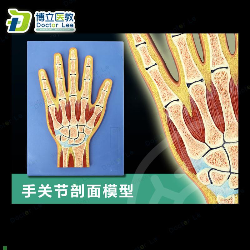 CT手关节切面浮雕手关节断层解剖学K模型手运动解剖学模型