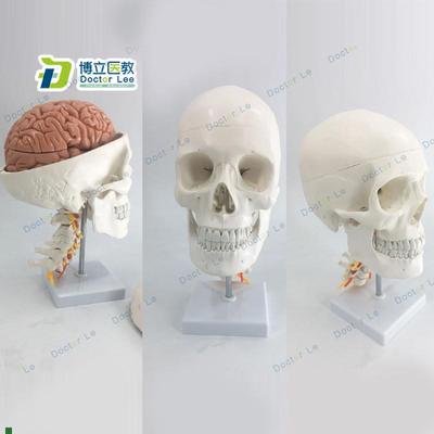 人体头骨a模型自然大头骨带颈椎附脑模型头颅脑动脉模型有支架