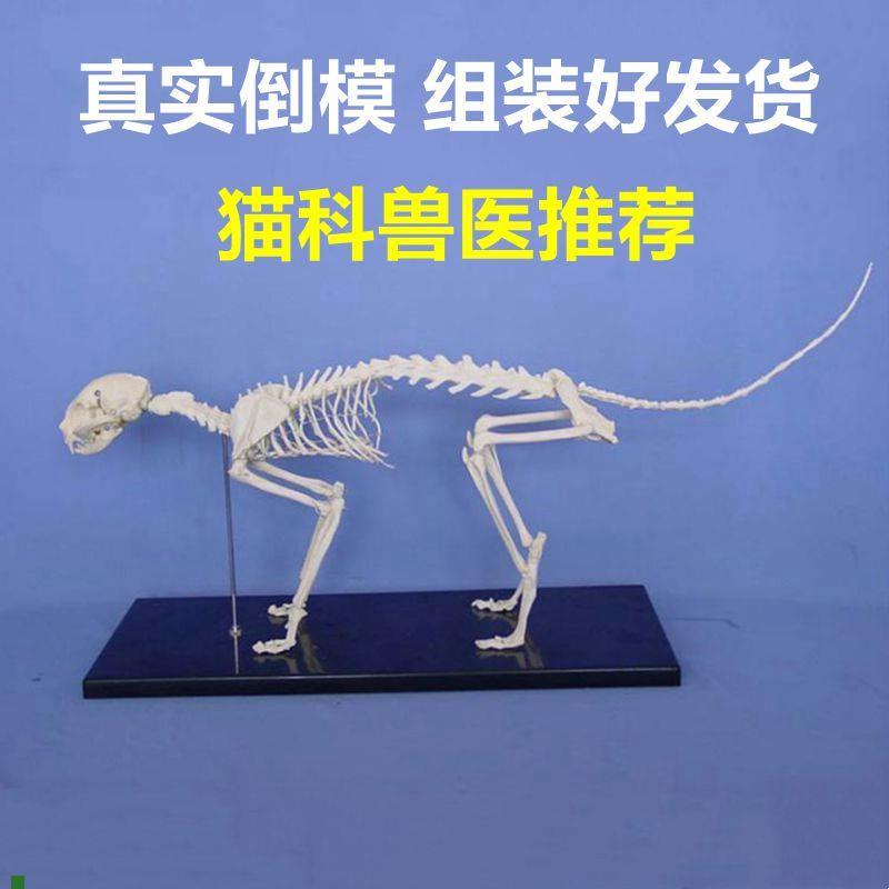 猫骨骼模型全身四肢关q节头骨活动脊椎仿真塑胶动物骨头兽医解剖