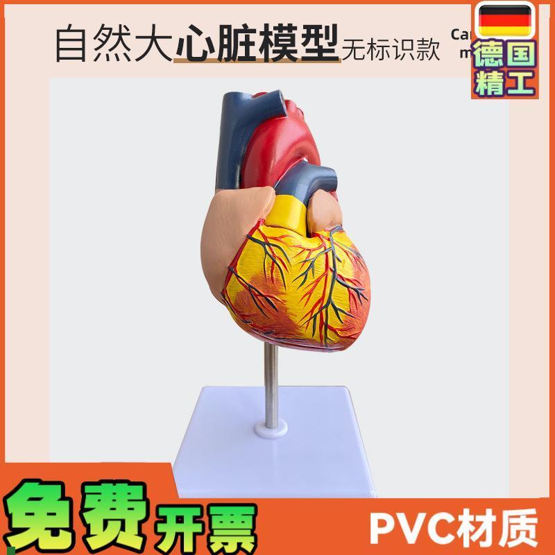 1:1人体e心脏模型B超彩超声医用心内科心脏解剖教学模型自然大心