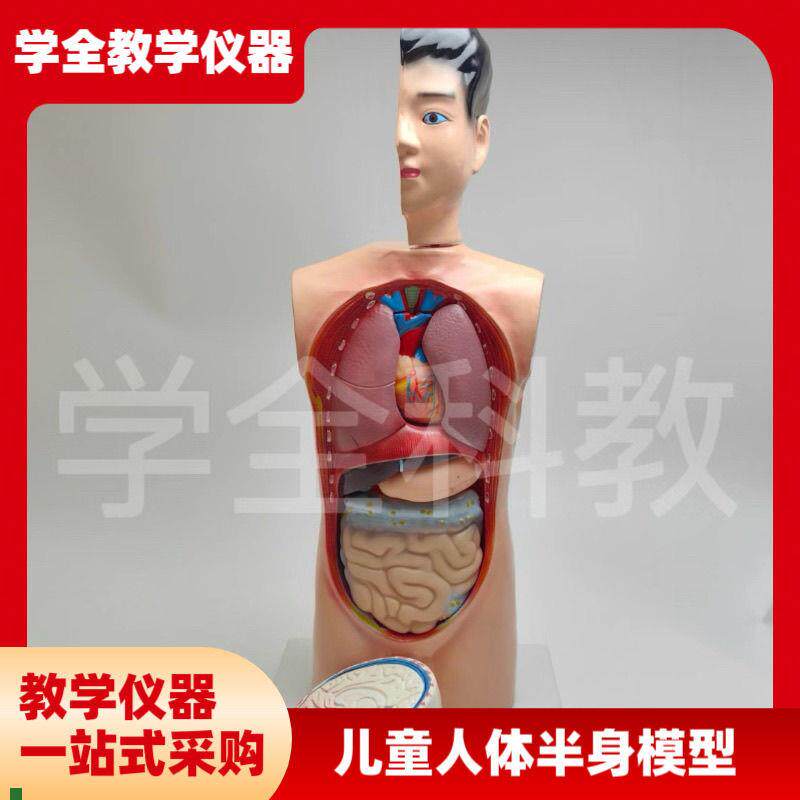 儿童人体半身模型42生物科v学探究人体内脏器官认识内部构造可拆