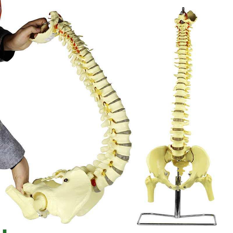 成人可弯曲1:1k脊椎骨骼模型骨架脊柱医用教学讲解展示人体标本