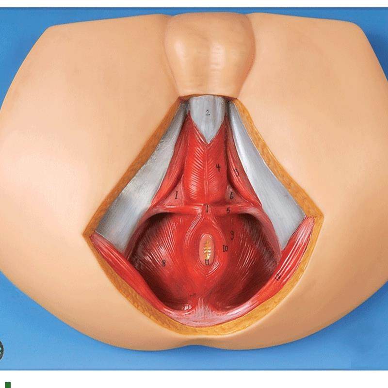 男性会阴模e型/解剖模型A15112/会阴切开模型/剖面解剖模型,文具电教/文化用品/商务用品,教学仪器/实验器材,淘宝优惠券,粉丝福利购,淘宝优惠卷