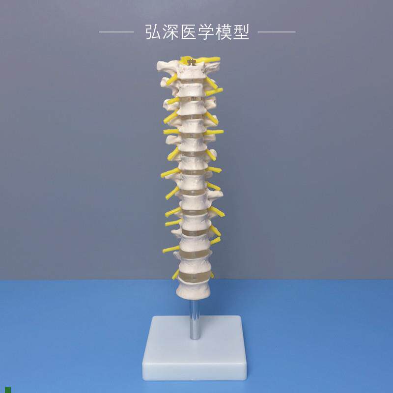 人体12节胸椎模型l椎间盘脊神经脊椎脊柱骨骼关节医学教学模具道