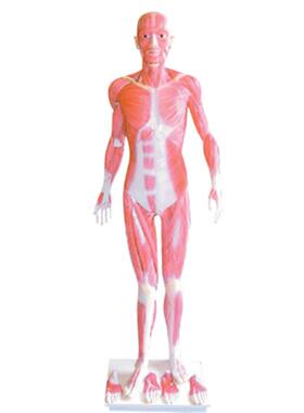 172cm全身肌肉解剖模型人体肌肉解剖模型男性人Y体肌肉解剖