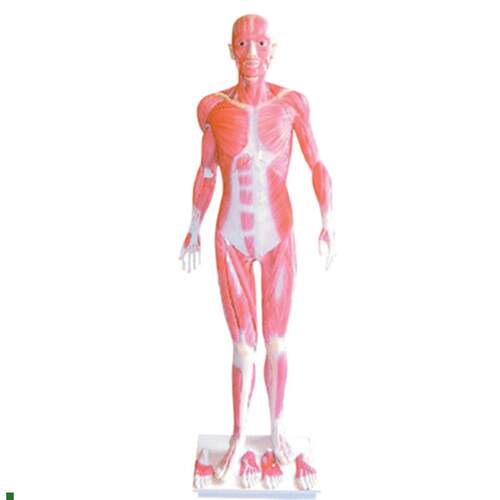 172cm全身肌肉解剖模型人体肌肉解剖模型男性人Y体肌肉解剖