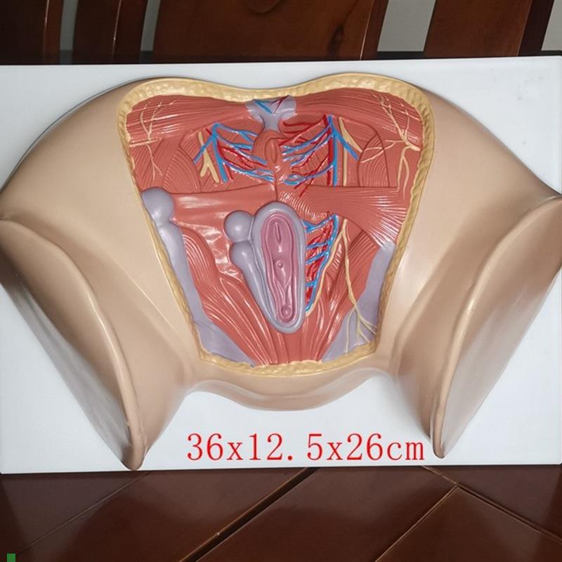 新款女性会阴h模型尿生殖三角肛门生殖系统盆腔模外阴护理保健讲