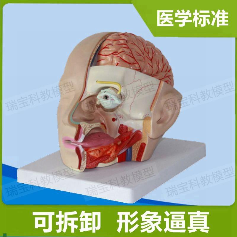 头面部解剖模型鼻腔口舌鼻咽喉扁桃E体面部神经血管肌肉整形美容