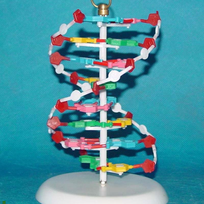 适配DNA分子模型生物教学医用讲解展示