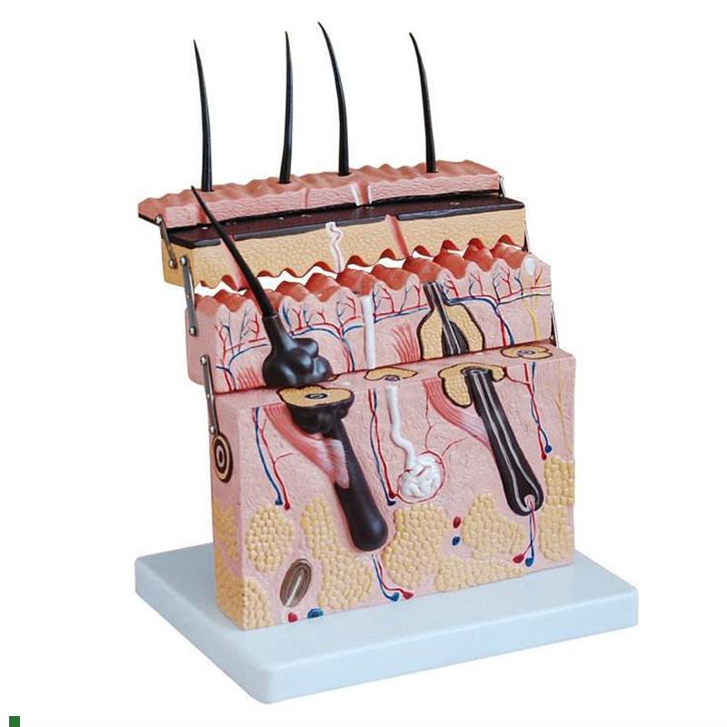 厂家直销立体皮肤模型皮肤切面模D型皮肤结构模型皮肤放大模型