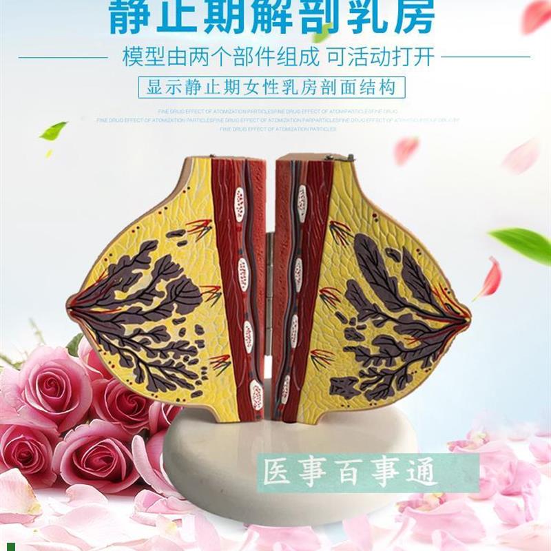 教学仿真女性静止期乳房模型乳房解剖标本丰N胸美容推拿妇科高仿