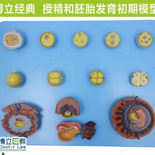 受精初期组织胚胎发育放大模型卵细胞受精Q壬辰妇科计生教学