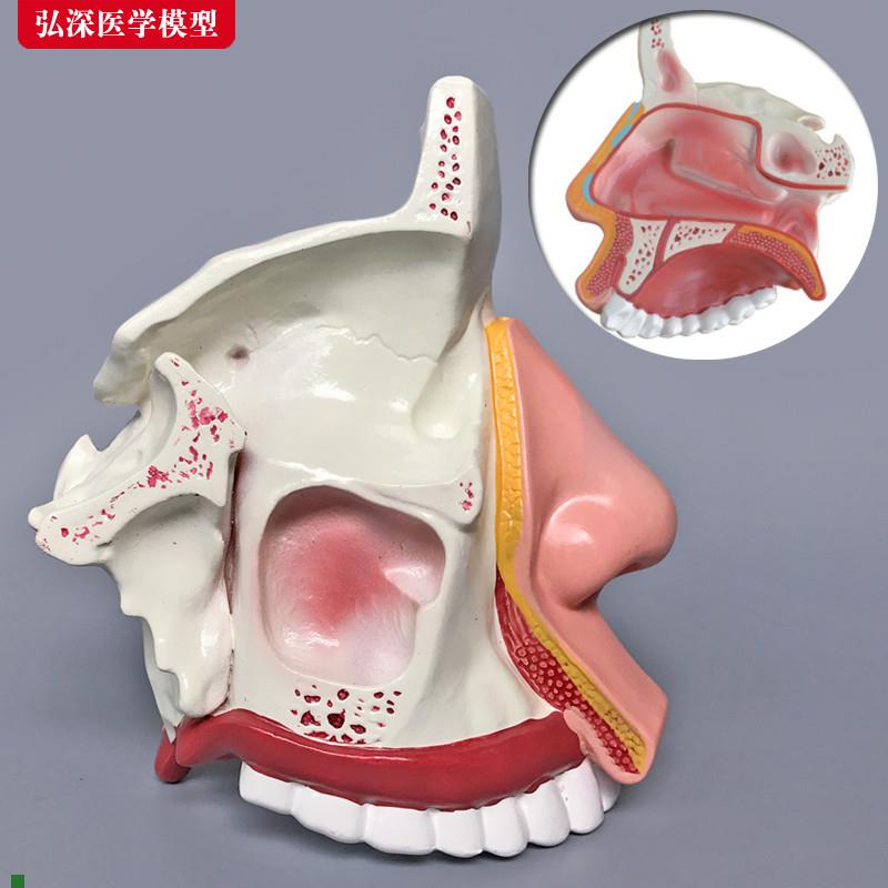 鼻腔解剖模型鼻子结构模具耳鼻喉科医学H教学立体面部微整形[弘深