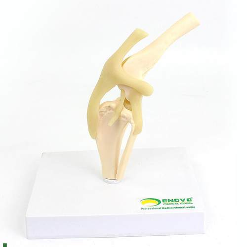 颐诺ENOVO狗犬膝关节模型犬关节韧带骨头动物Q骨骼标本骨质疏松宠