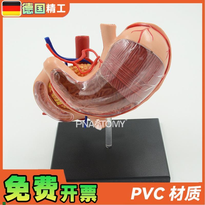 德国】4D胃模型消化系统器官解C剖模型胃结构胰腺十二指肠解刨人