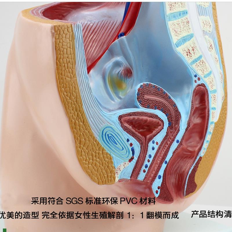 颐诺正品女性盆腔矢状解剖生殖泌尿系统R计划生育健康指导