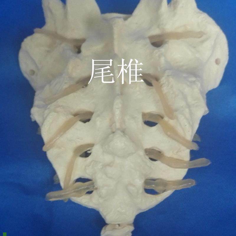人体1:1骶骨模型B骨骼骨架医