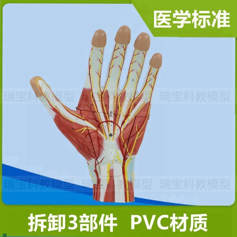 手掌手背肌肉神经血管肌腱韧带骨骼关节外科医生解V剖仿真标本道
