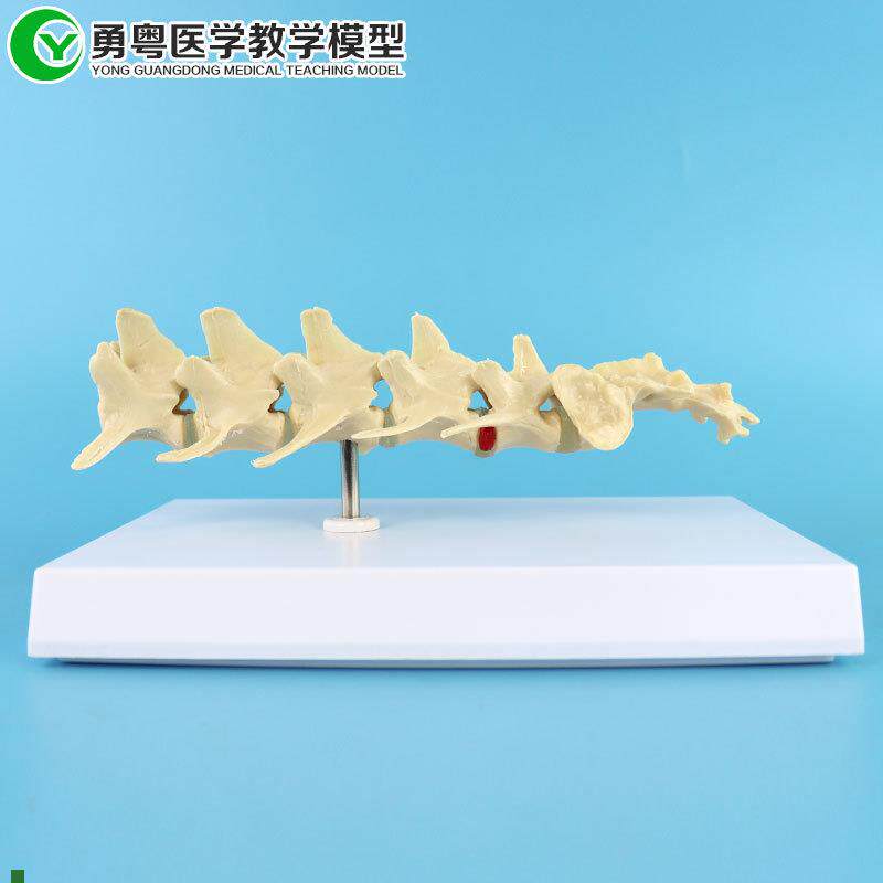 狗腰椎骨a模型犬骨骼模型狗骨脊椎模型教学模型