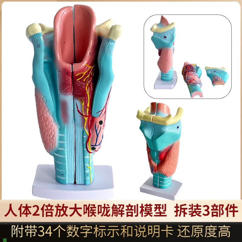 人体2倍放大咽喉模型喉解剖喉部血管G甲状腺喉结喉头喉咙教学仿真