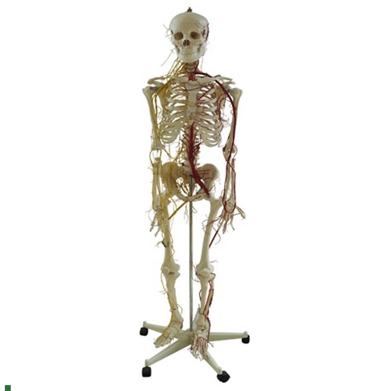 人体全身骨f骼附主要动脉和神经分布模型骨骼附神经血管分布标本