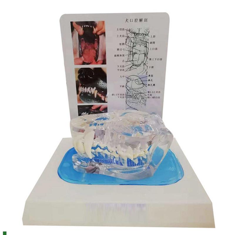透明狗牙模型犬牙犬科上颌动物骨骼动物模型宠物兽医教.学厂家优