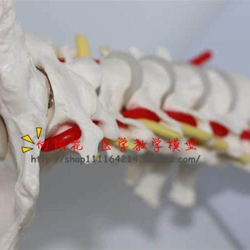 颈椎带颈动脉i后枕骨椎间盘与神经模型医学人体骨骼解剖模型