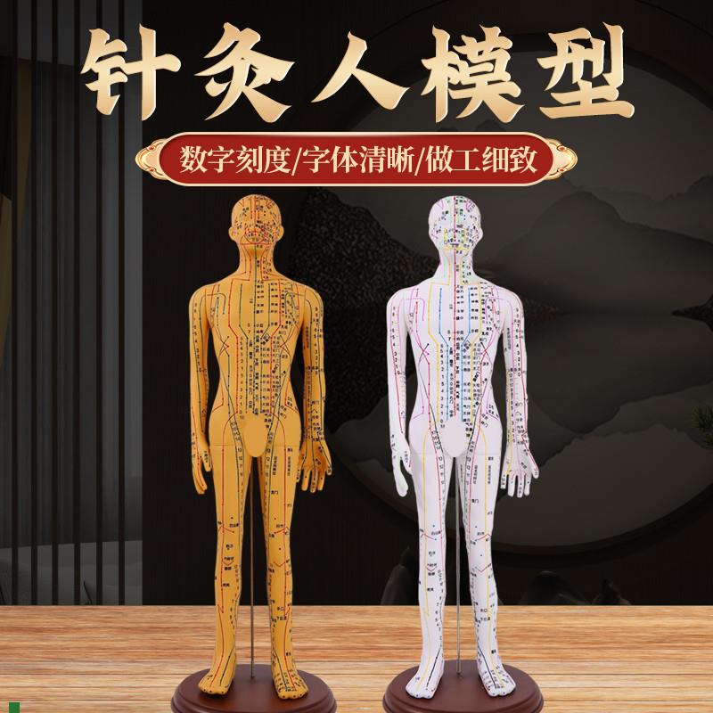 人体针灸a模型人经络穴位中医全身十二铜人模特图可扎针练习小皮