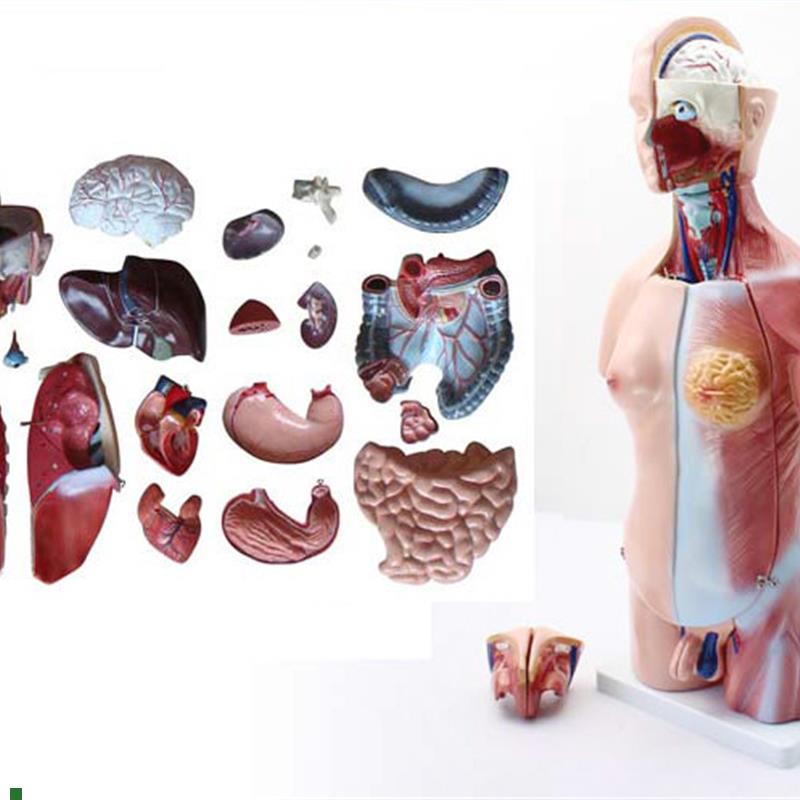 ENOVO颐诺45CM两性躯干模型人体内脏器官解剖结构W模型人体解剖中