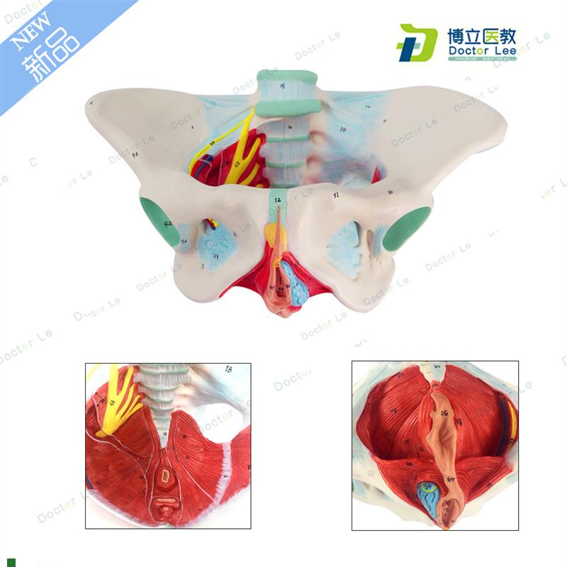 女性盆底肌模型子宫n模型女性分娩骨盆模型教学助产医用骨盆模型
