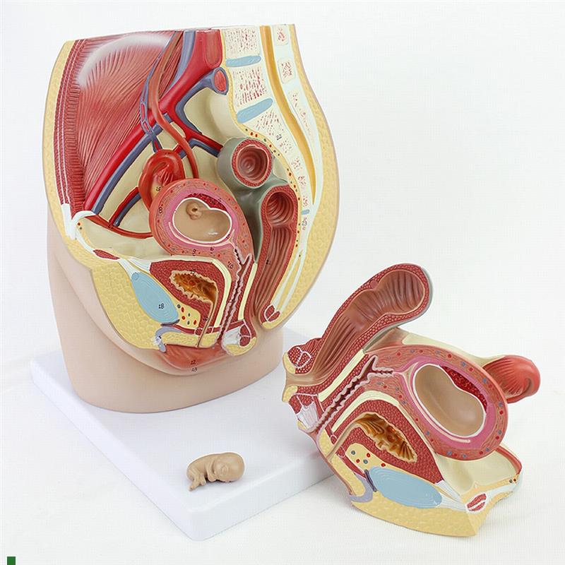 ENOVO颐诺女性盆腔解剖模型生殖泌尿子宫胚胎儿妇U产科医学用教学