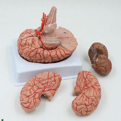 康泰模型大脑血管脑干小脑v拼装可拆卸神经系统基底动脉仿真脑组