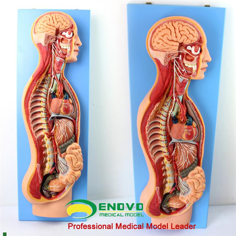 ENOVO颐诺人体医学交感神x经系统模型脊柱内脏关系胸外科解剖自主