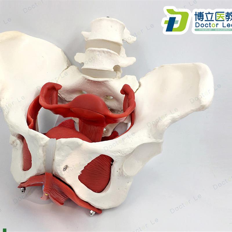女性盆底肌模型子宫模型女性分娩骨盆模K型教学助产医用骨盆模型