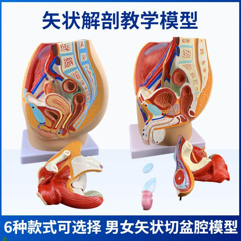 男女性盆腔矢状解剖模型男女性生殖系统子宫模型女性W生殖器官模