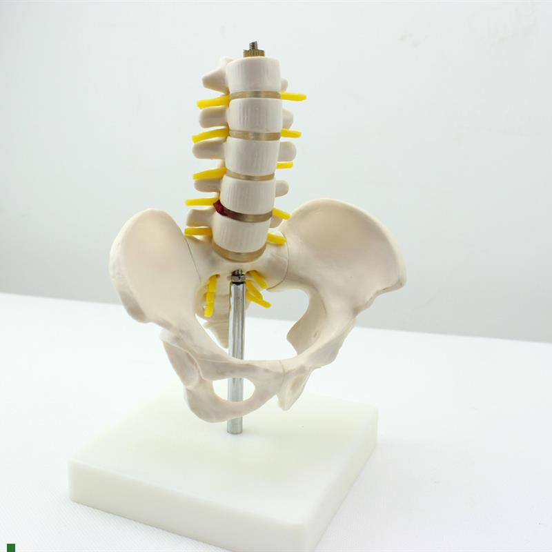 ENOVO颐诺迷你骨盆s带五节腰椎模型脊柱模型骨科模型骨骼标本人