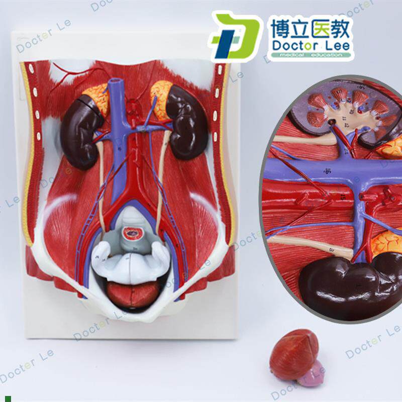 人体男女性泌尿系统o模型膀胱腹腔后腹壁解剖肾脏模型前列腺模型