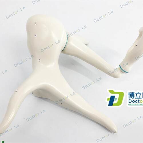 高级进口听小骨模m型放大20倍锤砧镫骨鼓膜张肌解剖放大模型