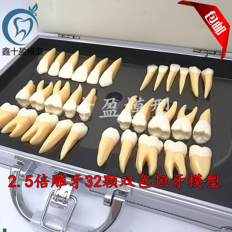 牙科口腔教学2.j5倍双色恒牙立体离体模型医患沟通32颗雕牙M7026