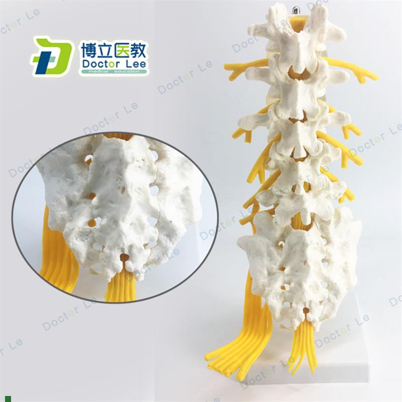5节腰椎骶骨可l打开附神经模型脊椎解剖模型尾骨教学模型